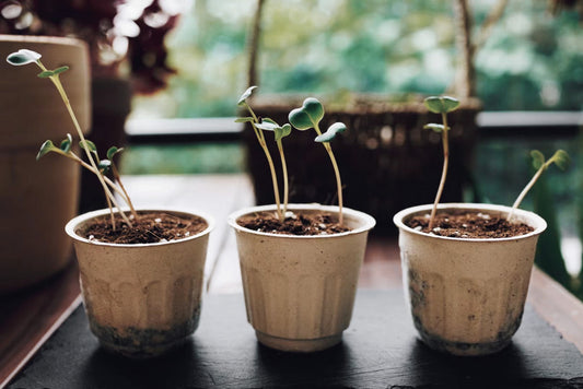 The xPod: Behind the Scenes of Designing the Perfect Coffee Pod