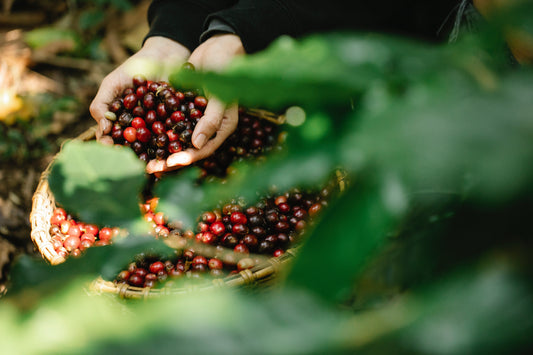 A new lease of life for the birthplace of coffee (Origin Series 2: Africa)