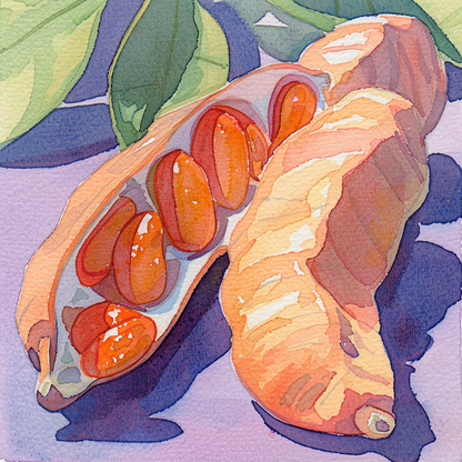 Cascara Coffee Cherry Tea