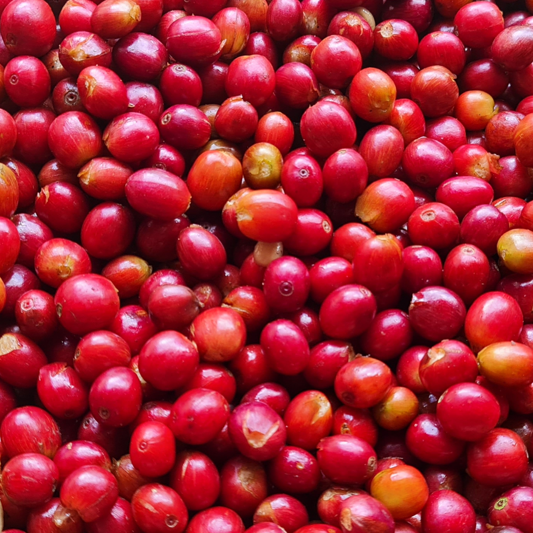 Decaf Wilton Benítez Red Bourbon Colombia